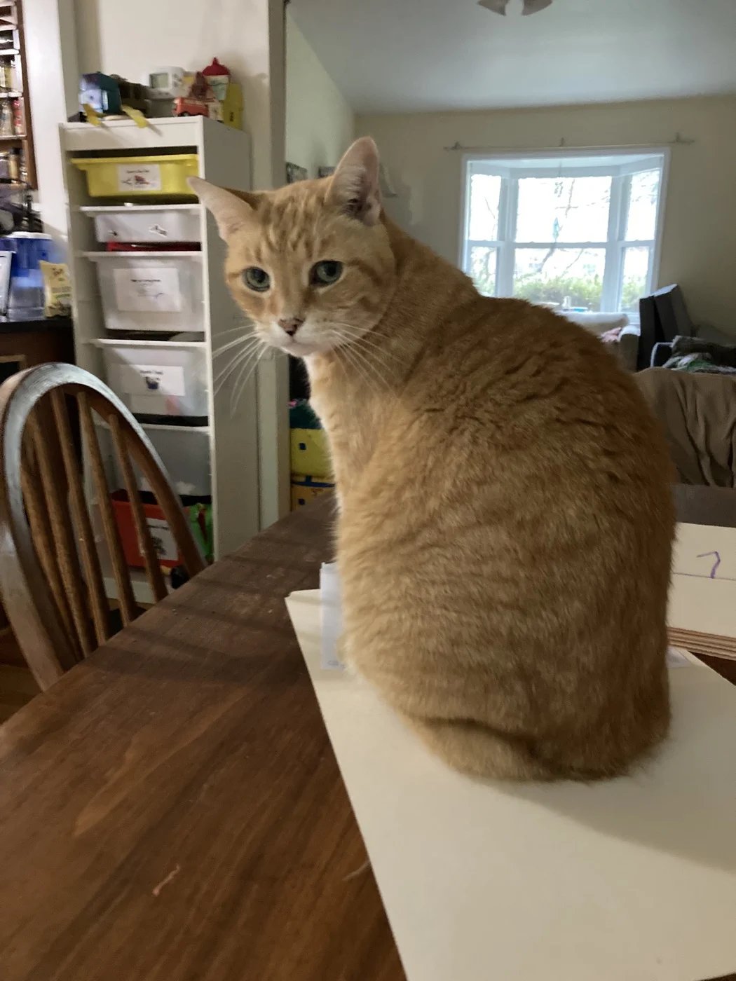 Original photo of OJ the orange cat