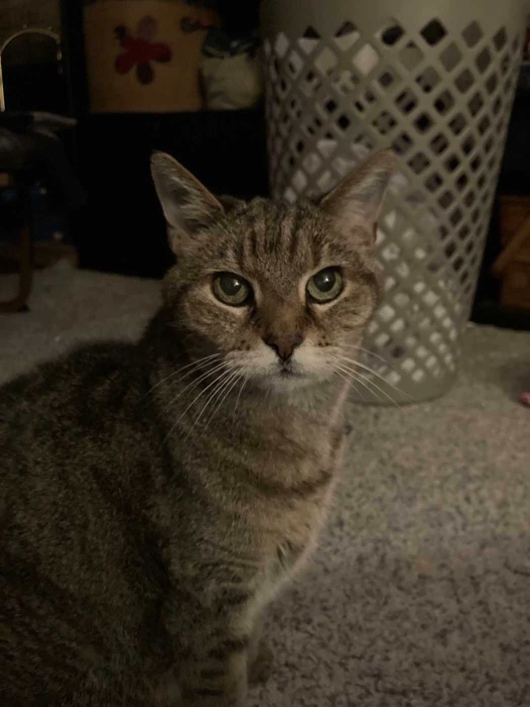 Original photo of Sphinx the tabby cat